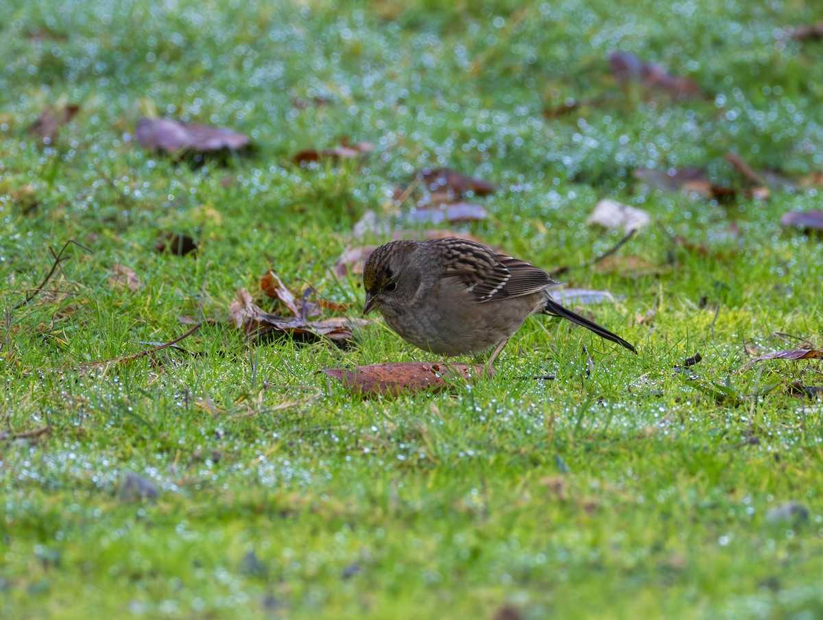 Chingolo Coronidorado - ML646874609