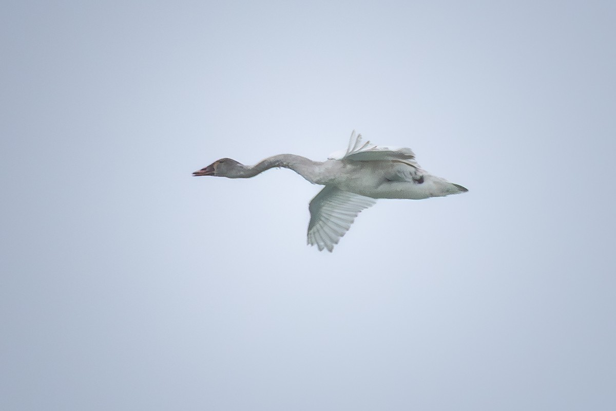 Cisne Chico - ML646874610