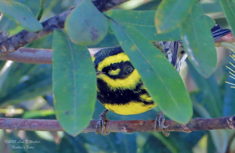 Paruline de Townsend - ML646874611