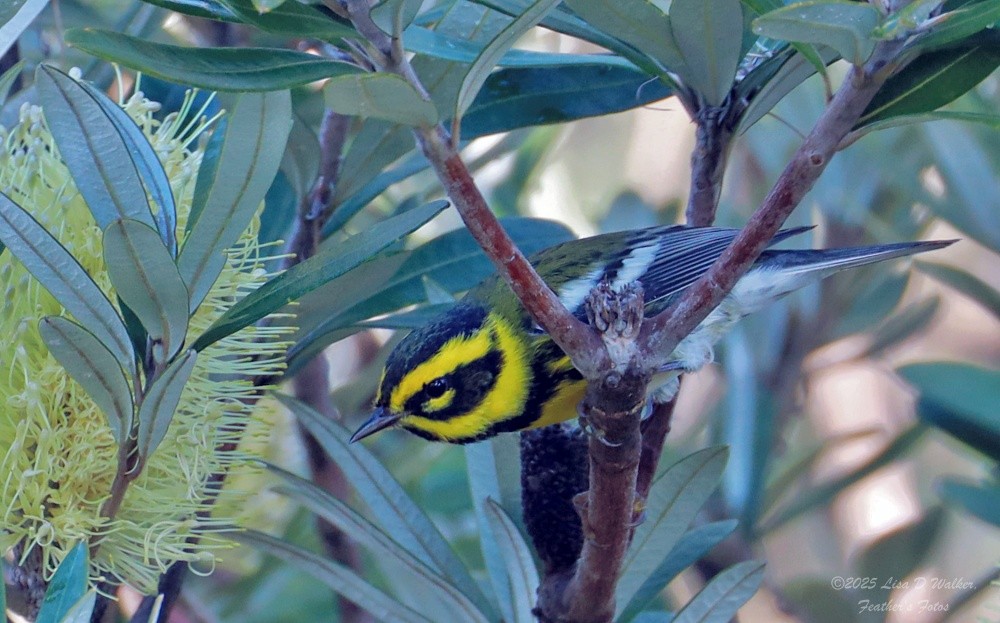 Paruline de Townsend - ML646874612
