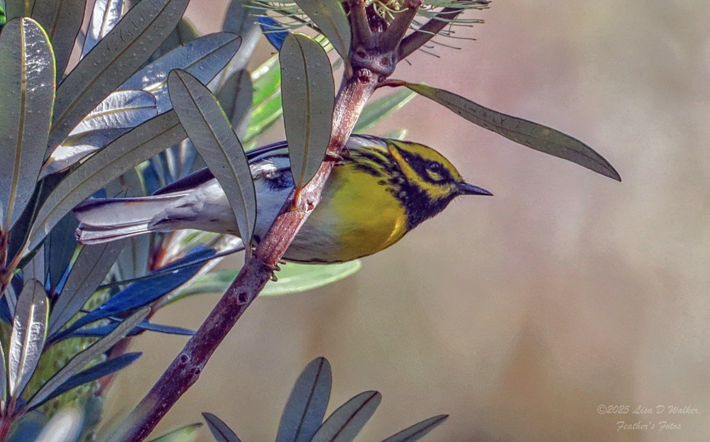 Paruline de Townsend - ML646874613