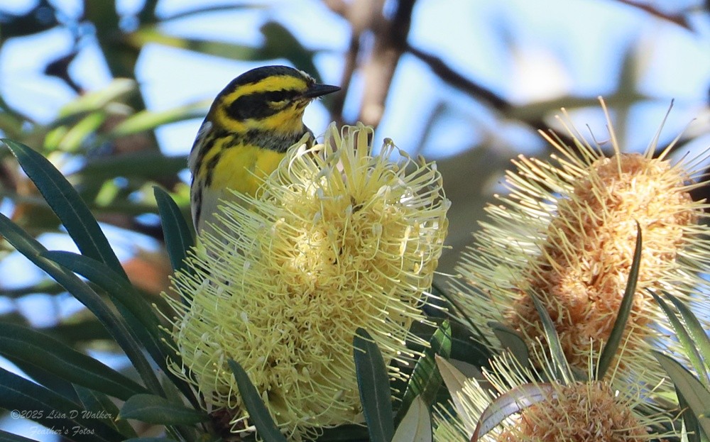Paruline de Townsend - ML646874614