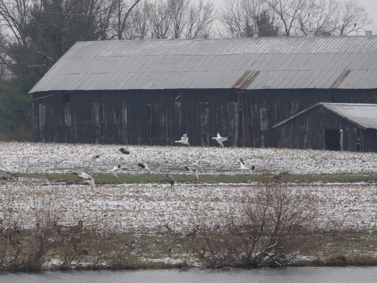 Snow Goose - ML646874616