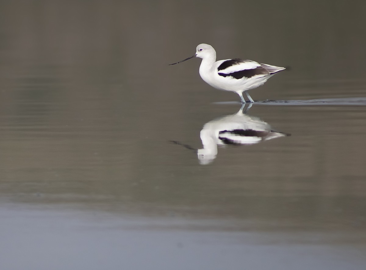 American Avocet - ML646874618
