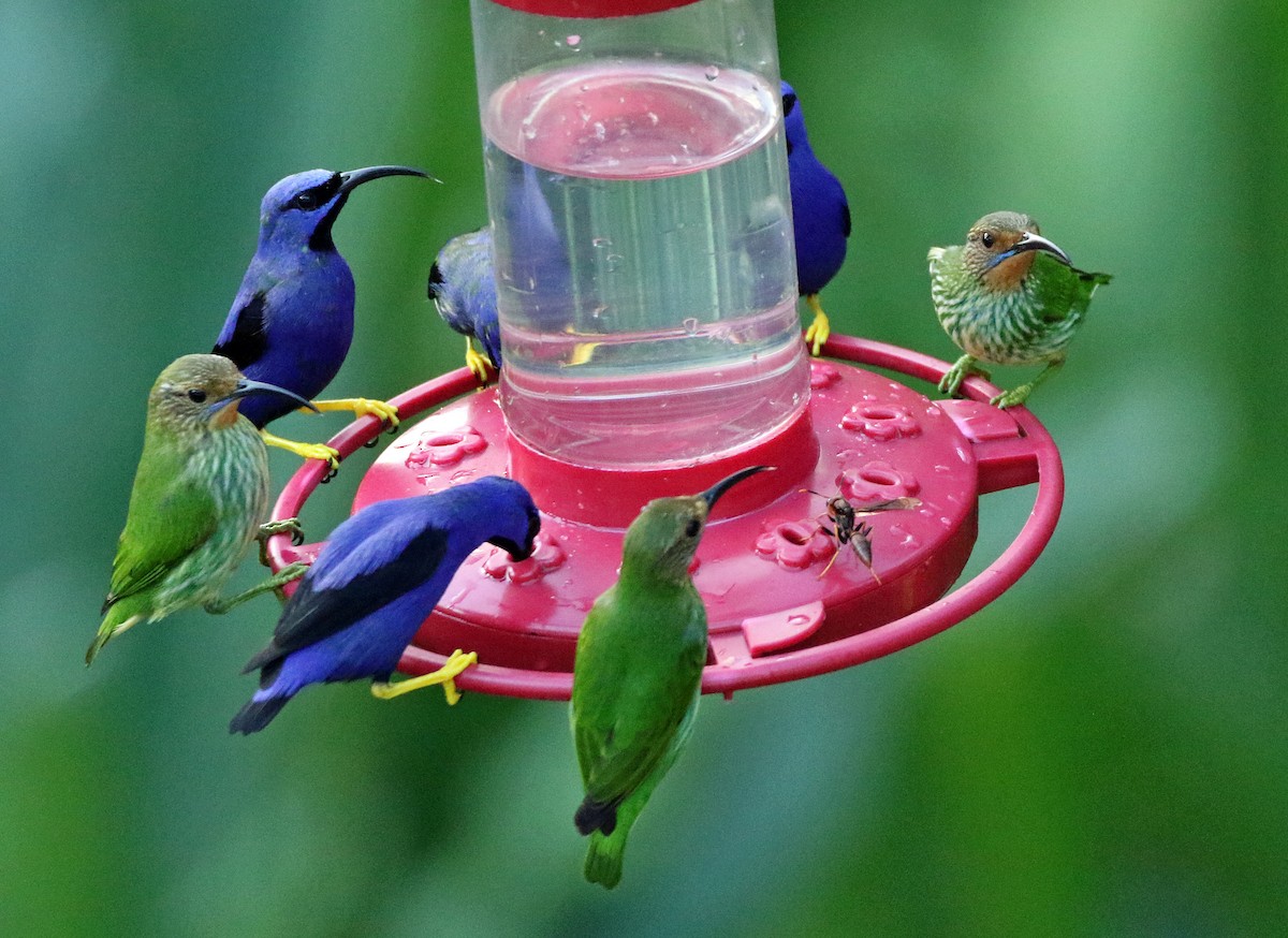 Purple Honeycreeper - ML646874619