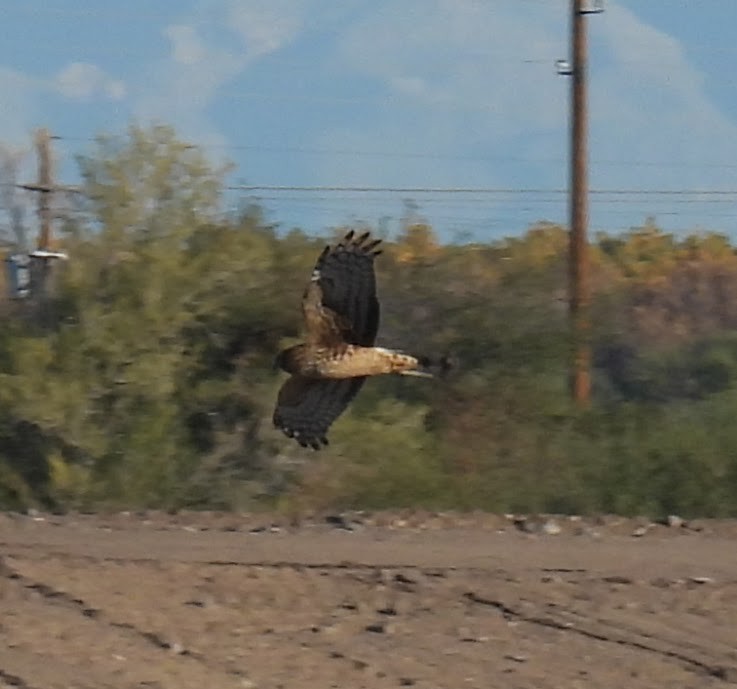 Лунь американський - ML646874623