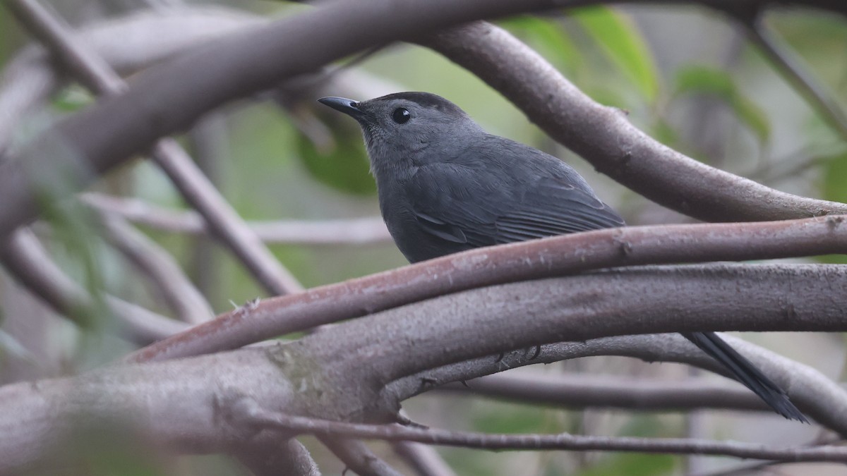Gray Catbird - ML646874624