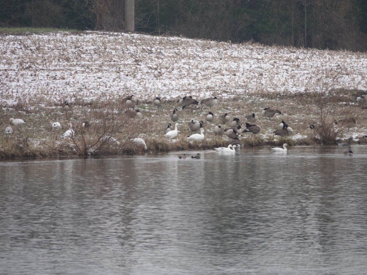 Snow Goose - ML646874626