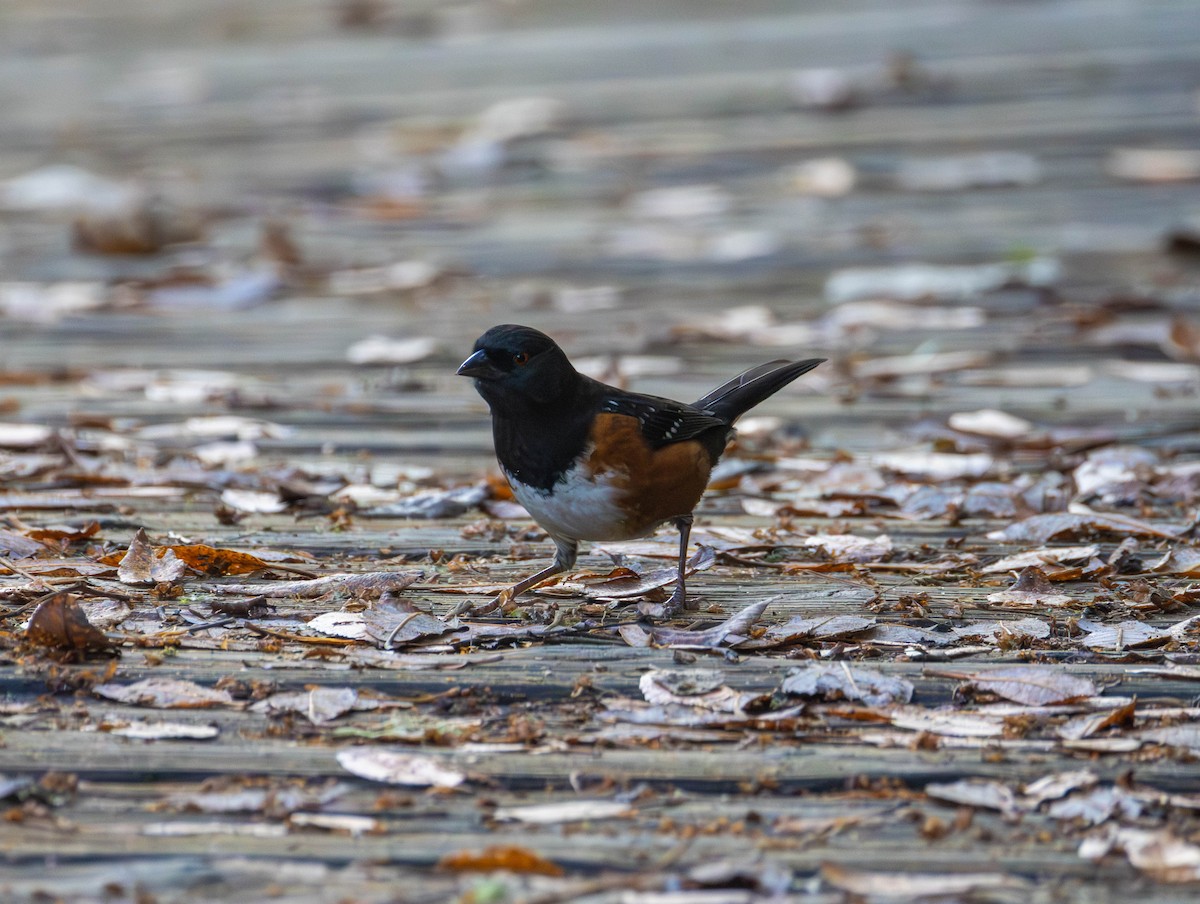 Spotted Towhee - ML646874627