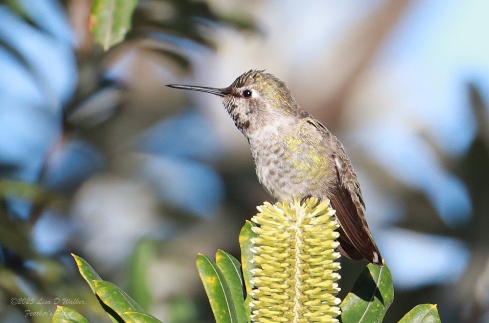 Colibri d'Anna - ML646874628