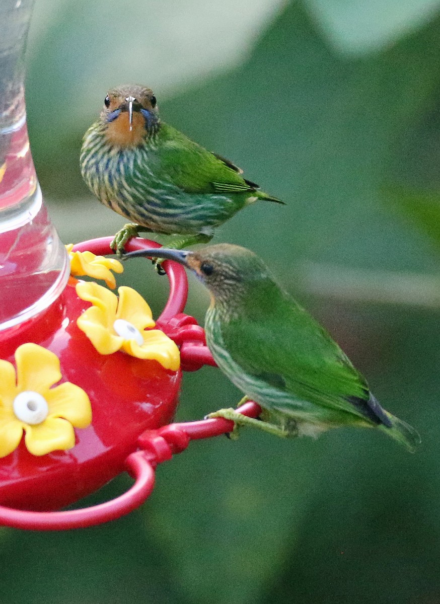 Purple Honeycreeper - ML646874631