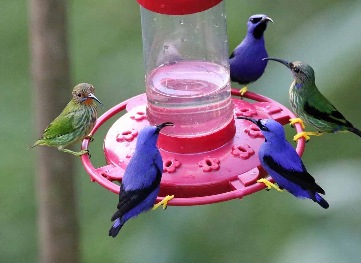 Purple Honeycreeper - ML646874632