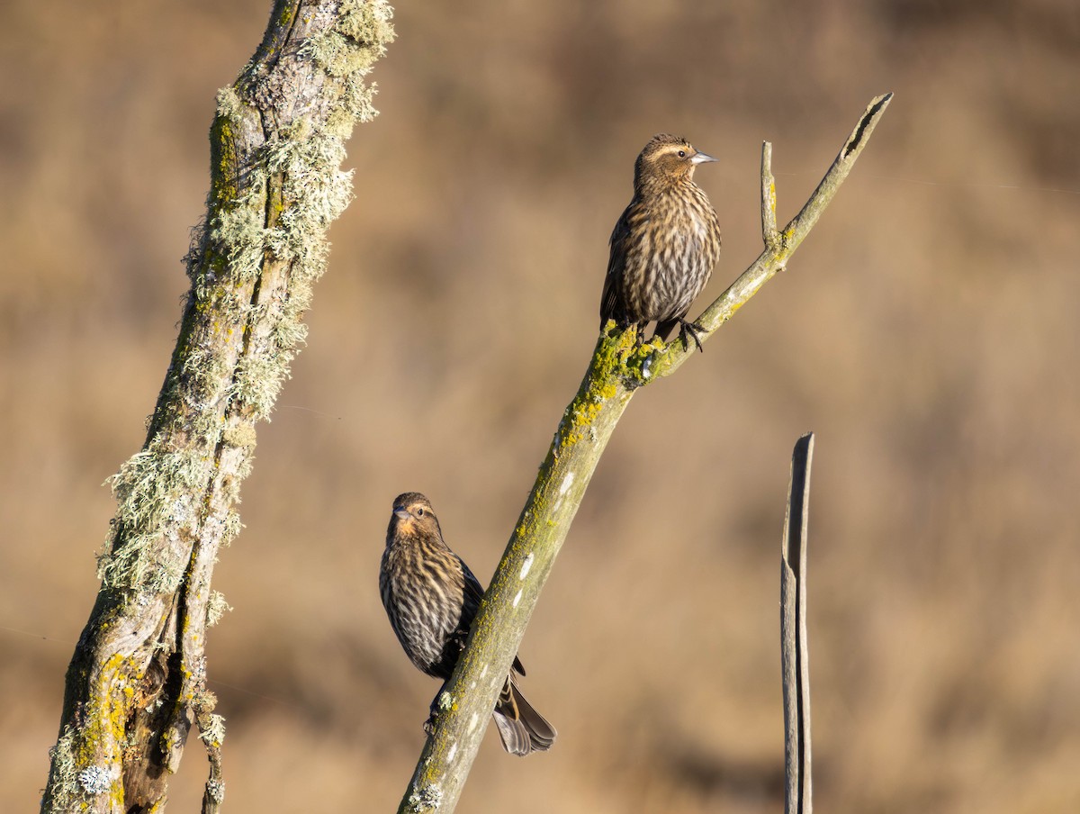 Red-winged Blackbird - ML646874636