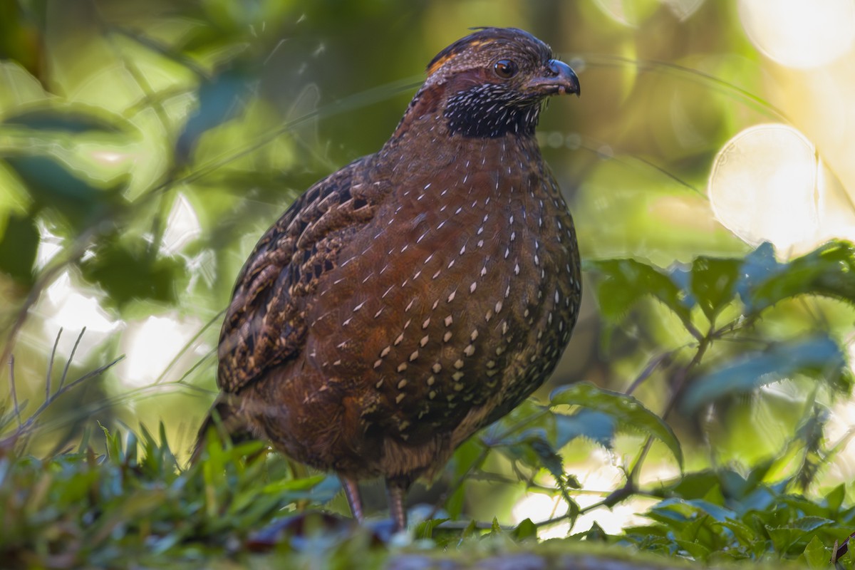 Пятнистый зубцеклювый перепел - ML646874641