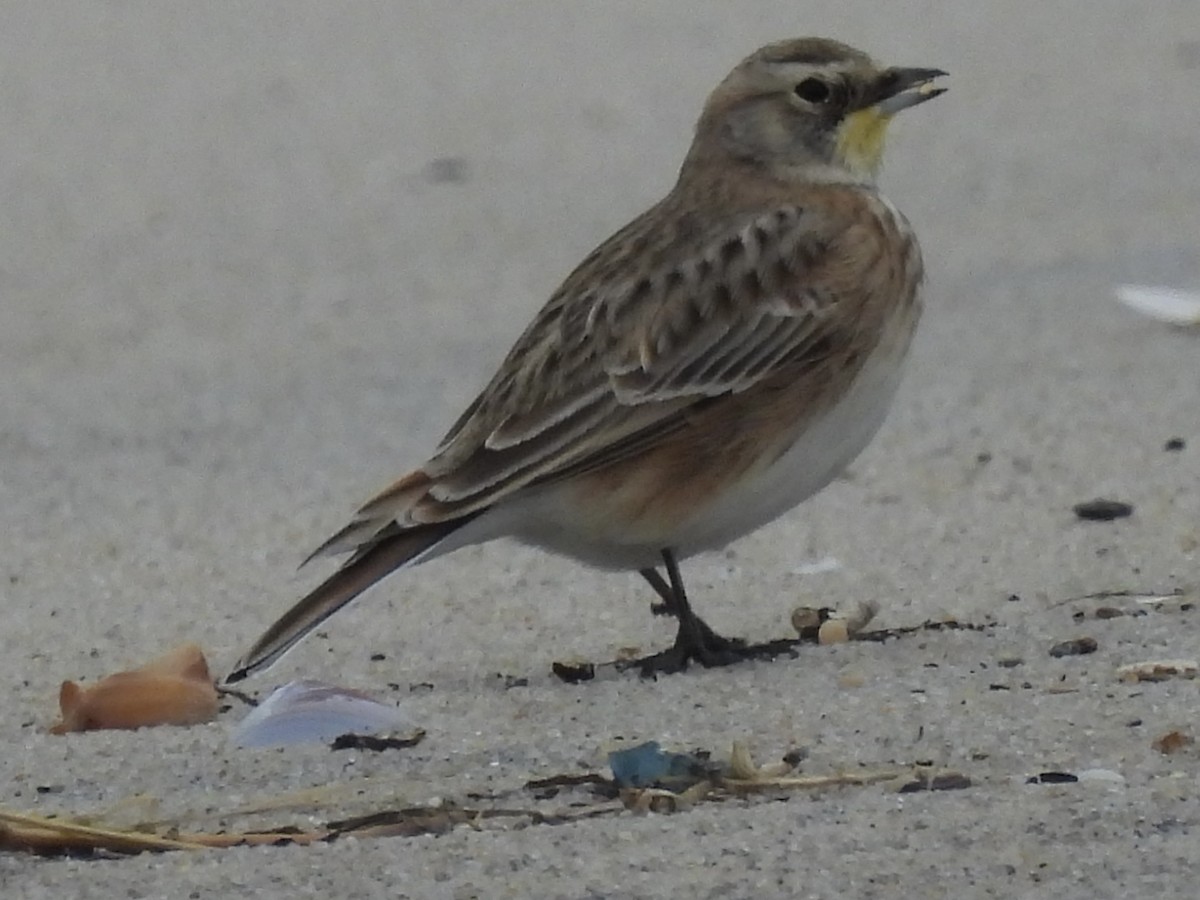 Alondra Cornuda - ML646874651