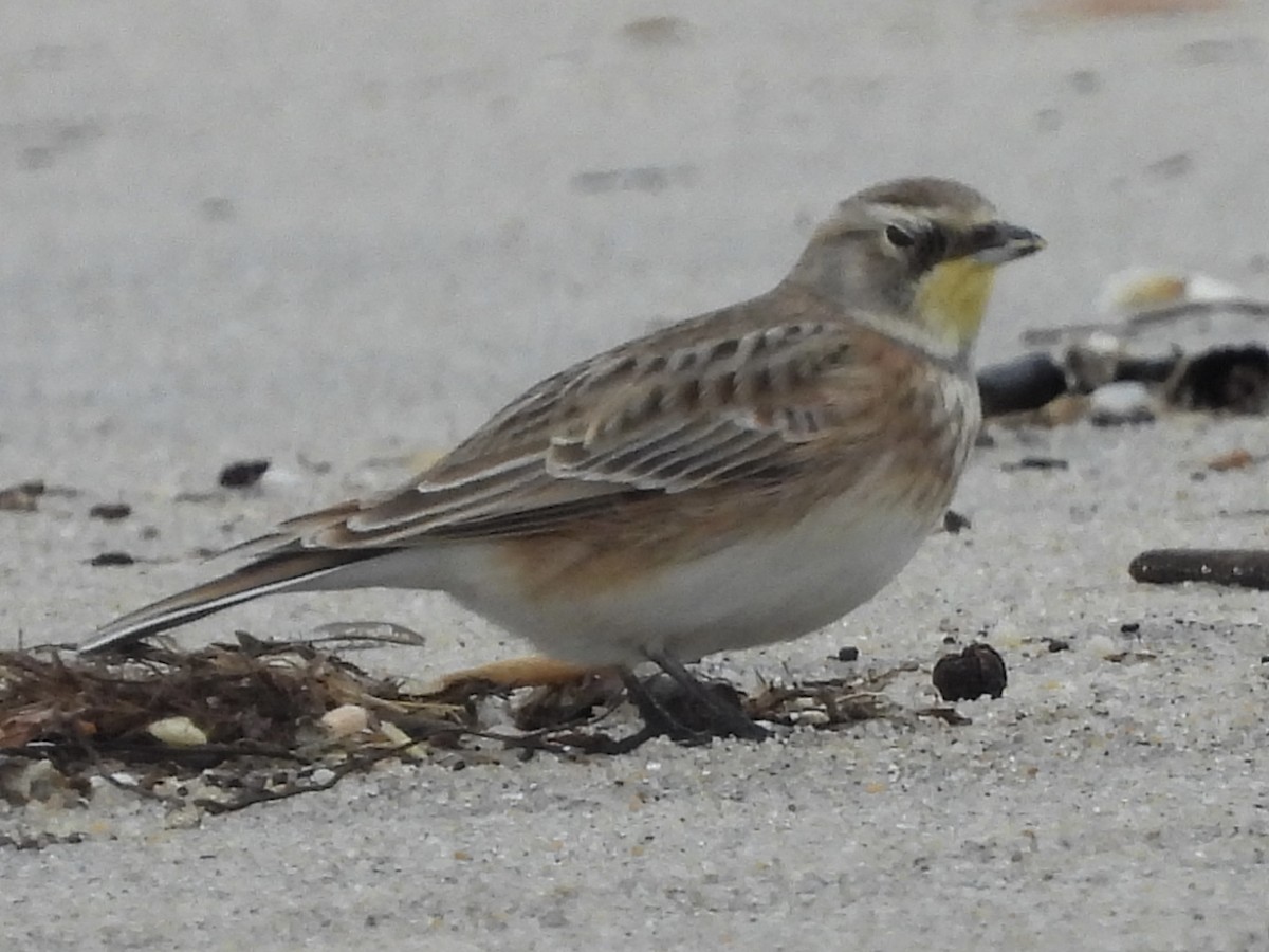 Alondra Cornuda - ML646874652