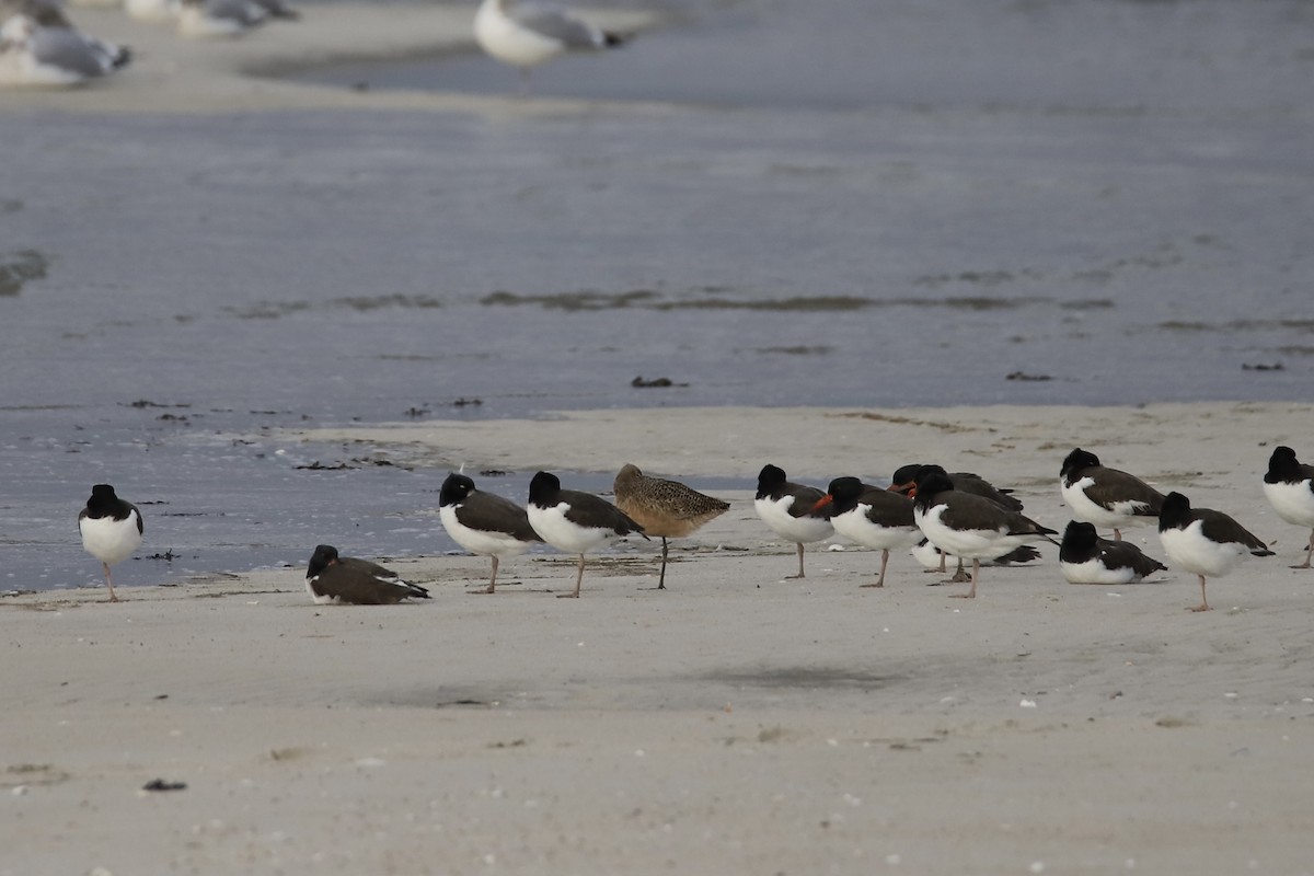Marbled Godwit - ML646874654