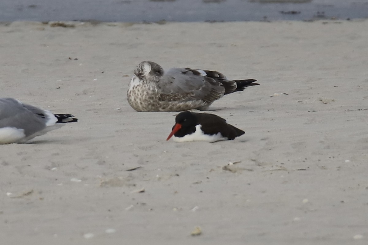 American Oystercatcher - ML646874657