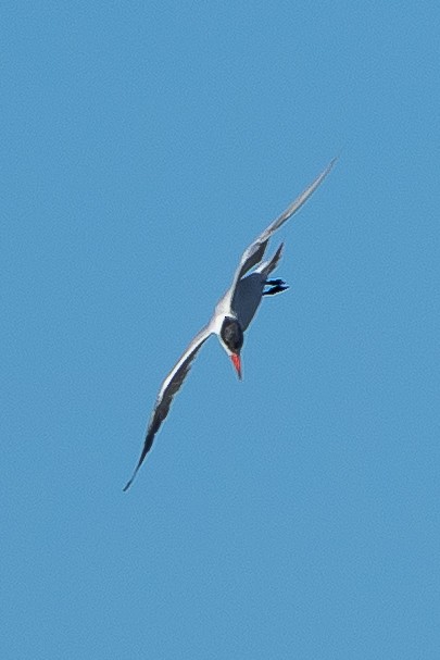 Caspian Tern - ML646874658