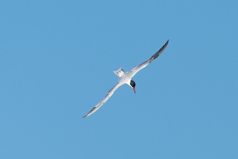 Caspian Tern - ML646874659
