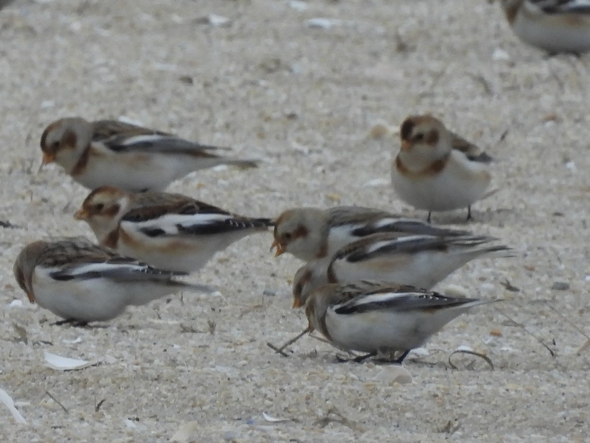 Snow Bunting - ML646874660