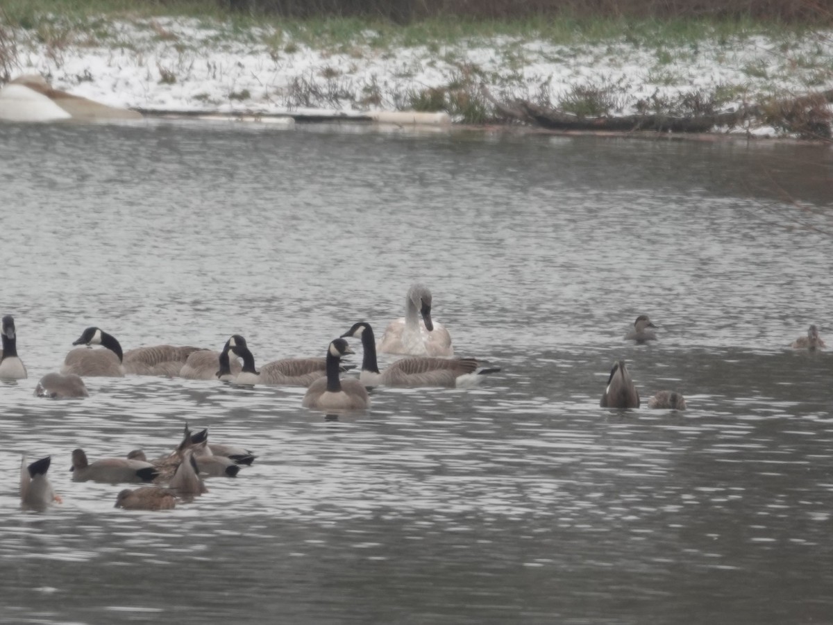 ナキハクチョウ - ML646874661