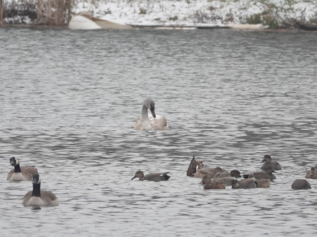 ナキハクチョウ - ML646874662