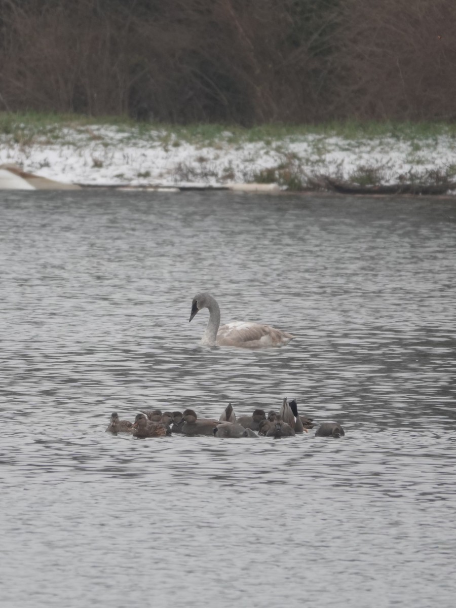 ナキハクチョウ - ML646874663