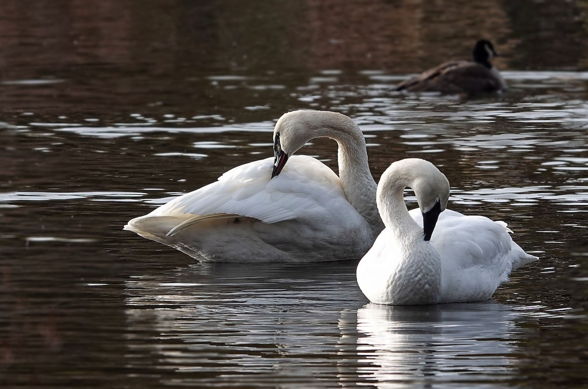 Trumpeter Swan - ML646874672