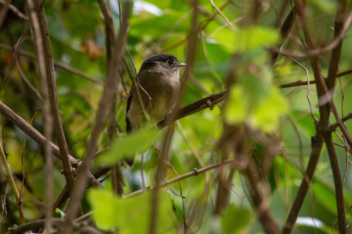 Schwarzkappen-Schnäppertyrann - ML646874673