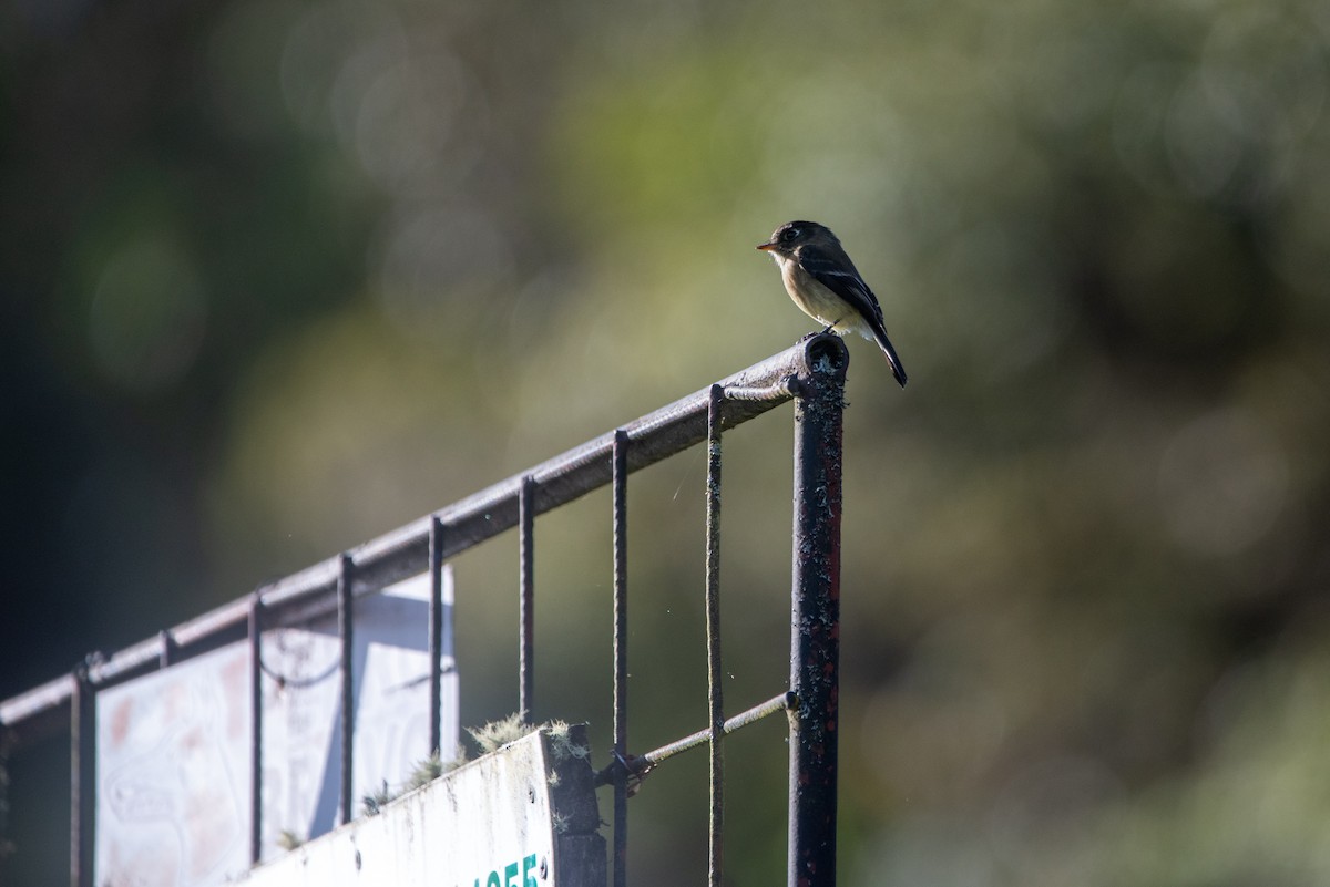 Schwarzkappen-Schnäppertyrann - ML646874674