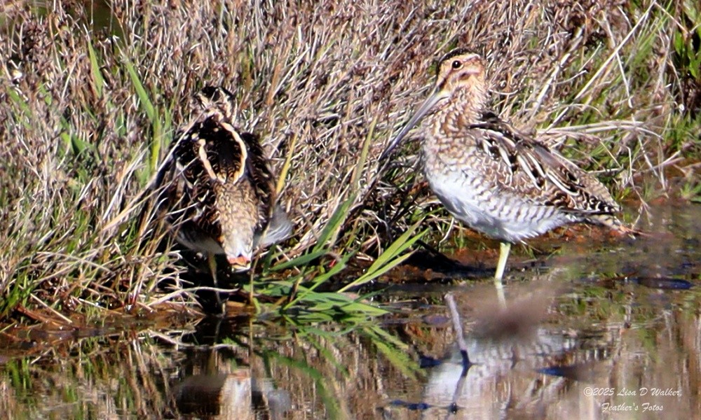 Bécassine de Wilson - ML646874675