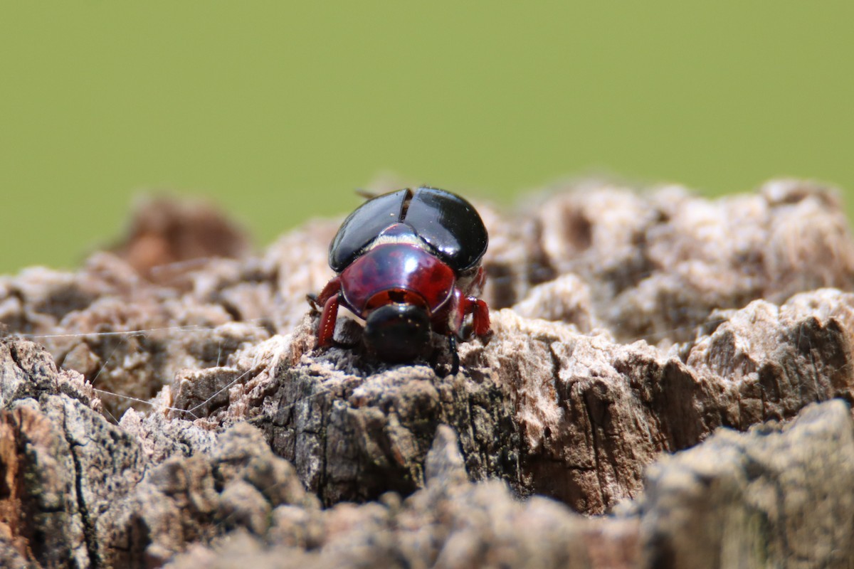 Black Nail Beetle - ML646874676