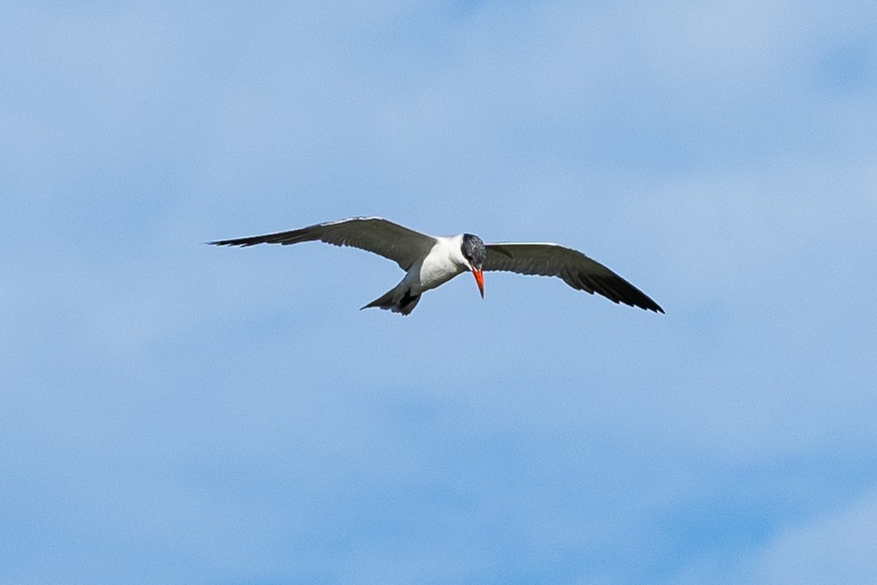 Caspian Tern - ML646874677