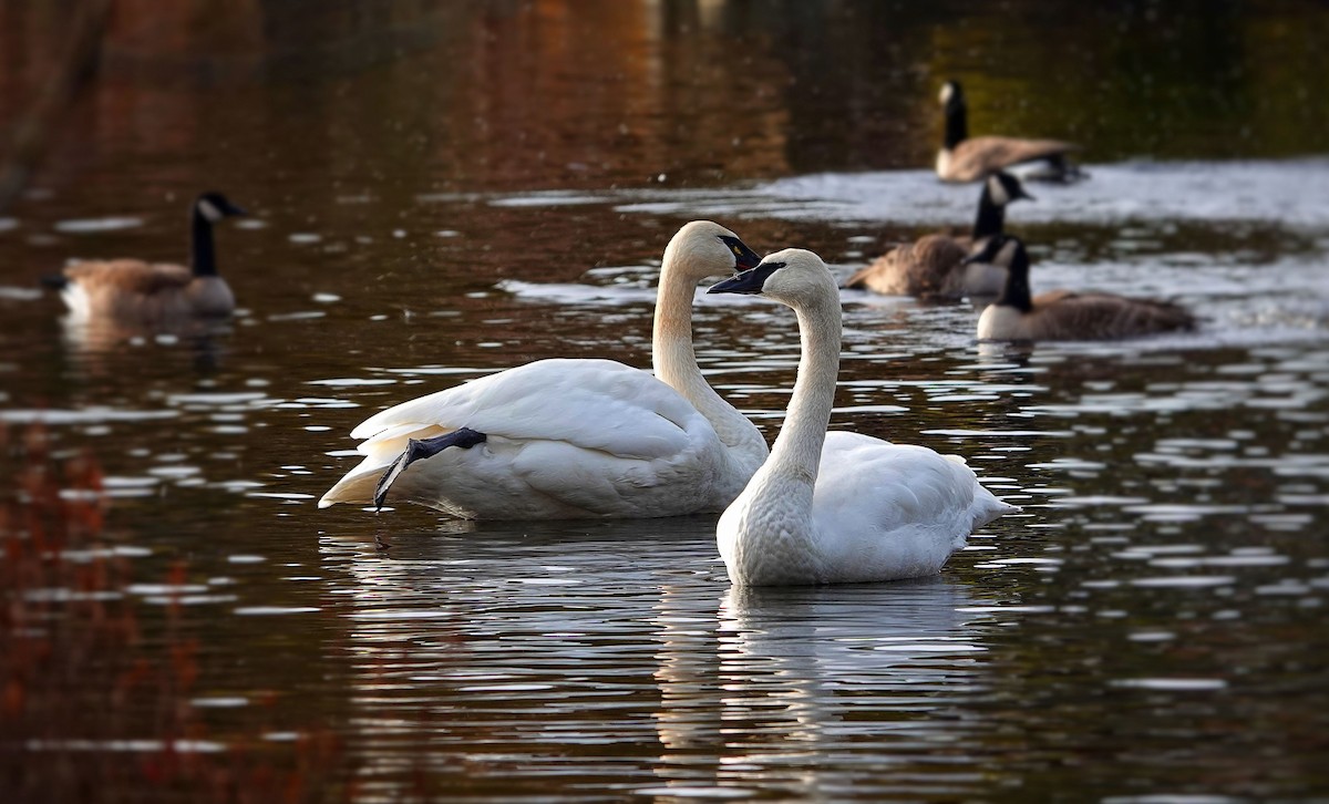 Trumpeter Swan - ML646874678