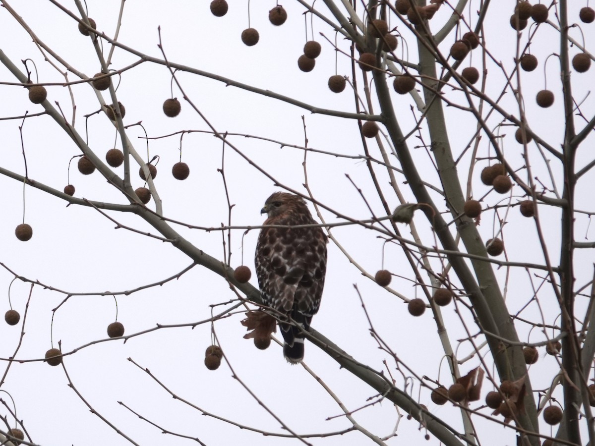 Red-shouldered Hawk - ML646874681