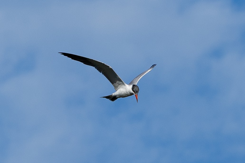 Caspian Tern - ML646874682