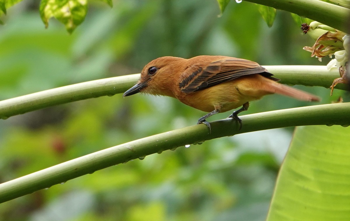 Sarımsı Attila - ML646874687