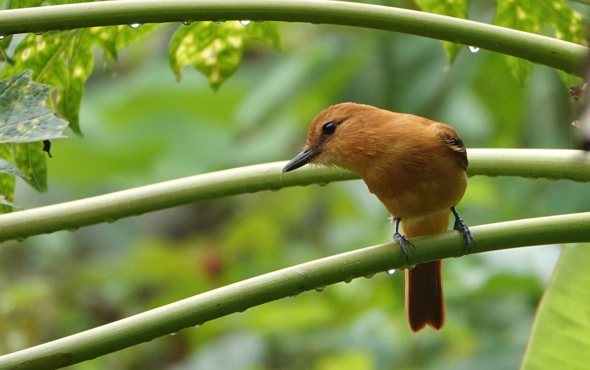 Sarımsı Attila - ML646874688