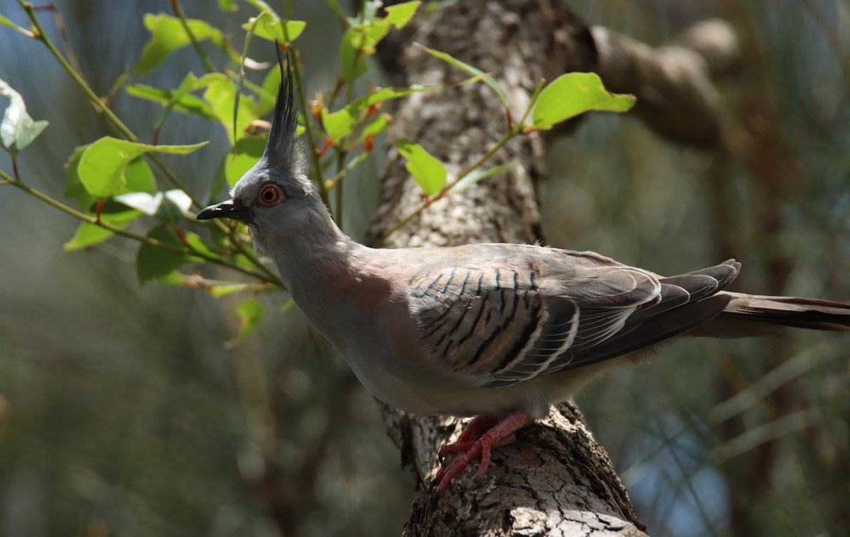 holub chocholatý - ML646874689