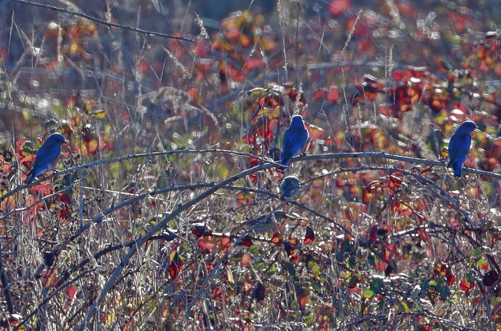 Merlebleu de l'Ouest - ML646874692