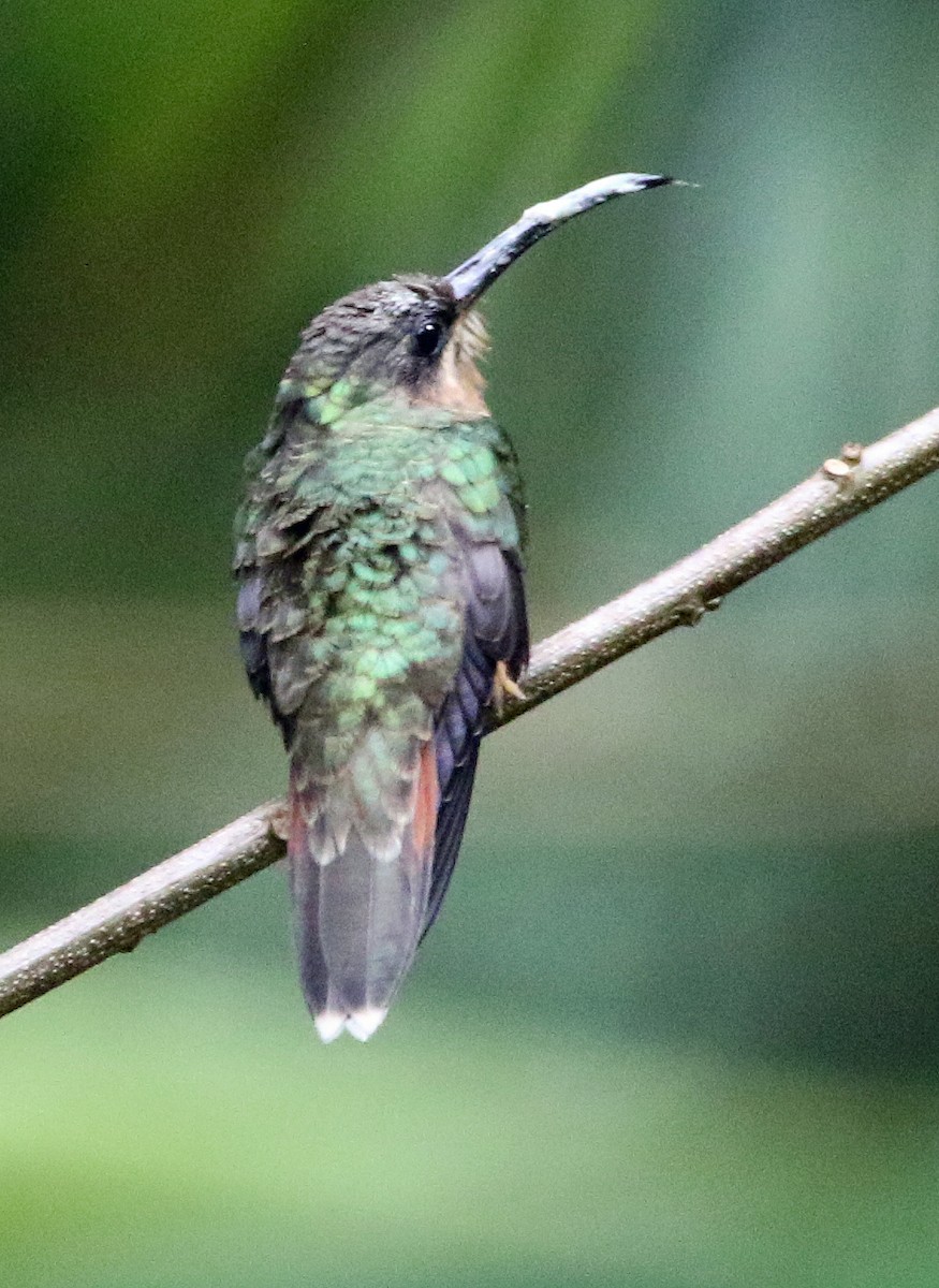 Rufous-breasted Hermit - ML646874695