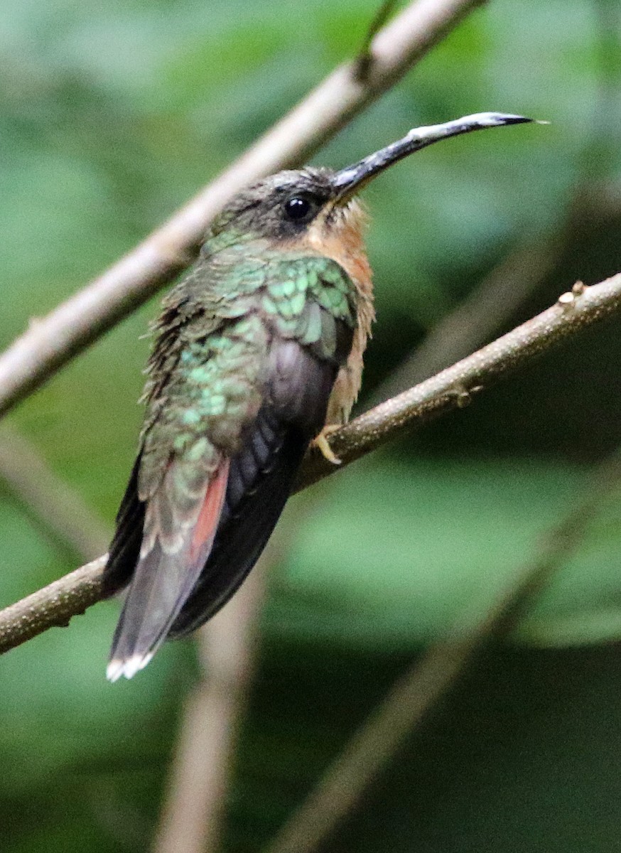 Rufous-breasted Hermit - ML646874696
