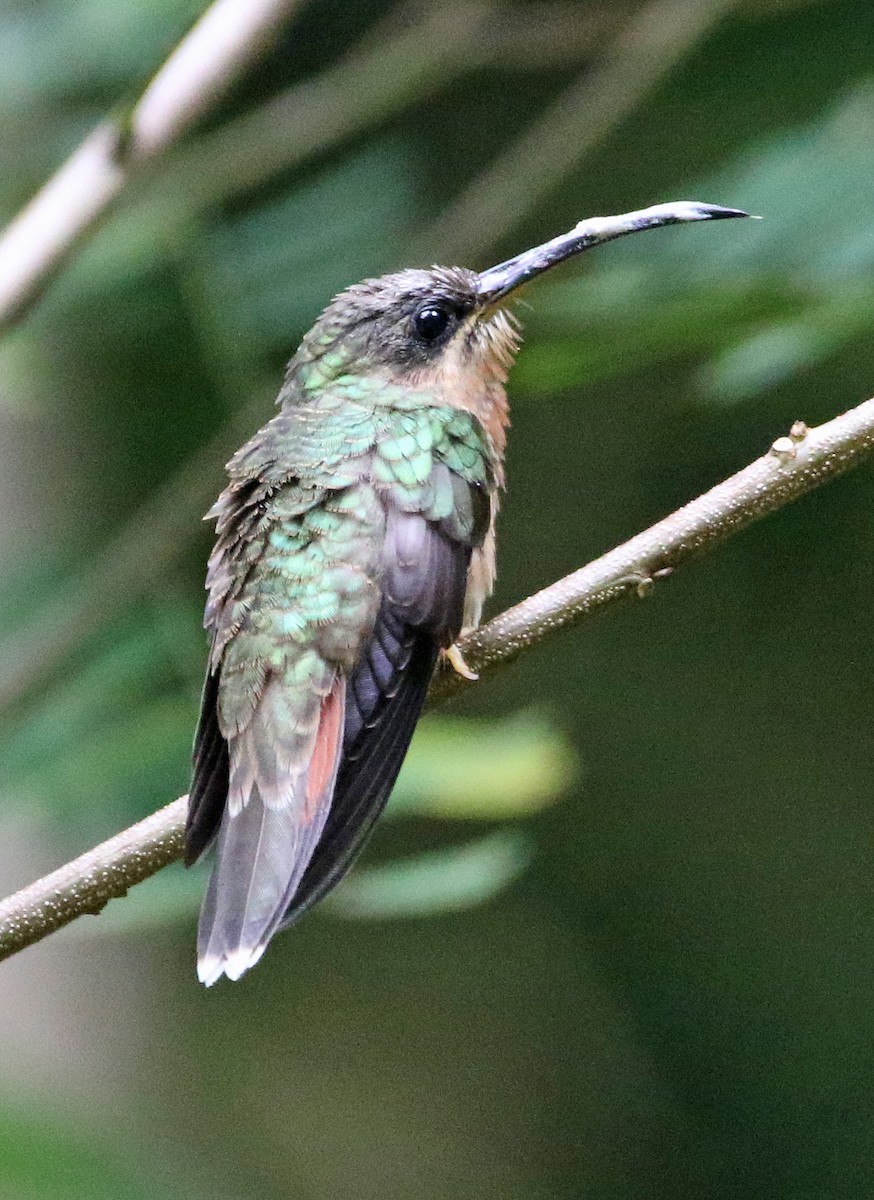 Rufous-breasted Hermit - ML646874697