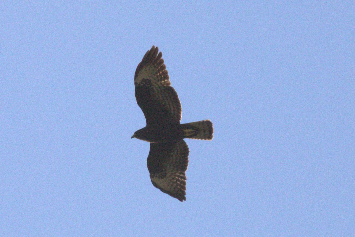 Short-tailed Hawk - ML646874699