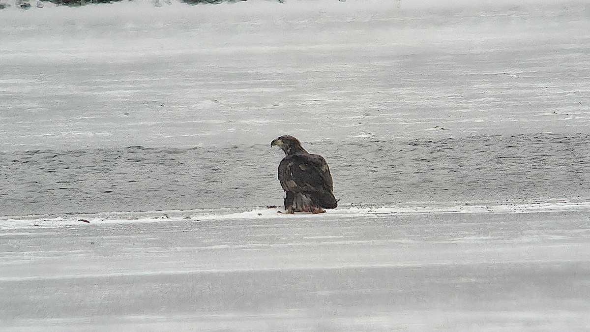 Pygargue à tête blanche - ML646874700
