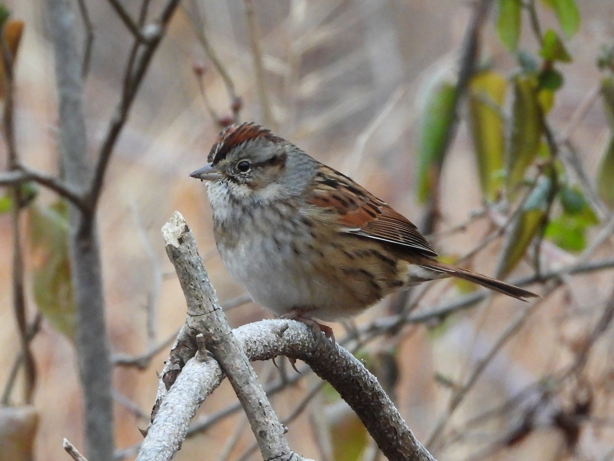 Swamp Sparrow - ML646874703
