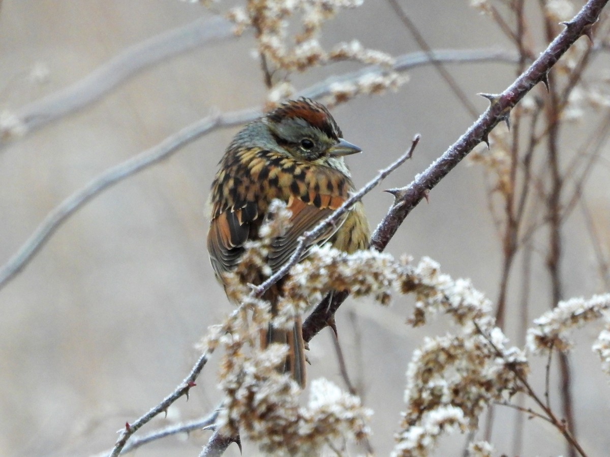 Swamp Sparrow - ML646874705