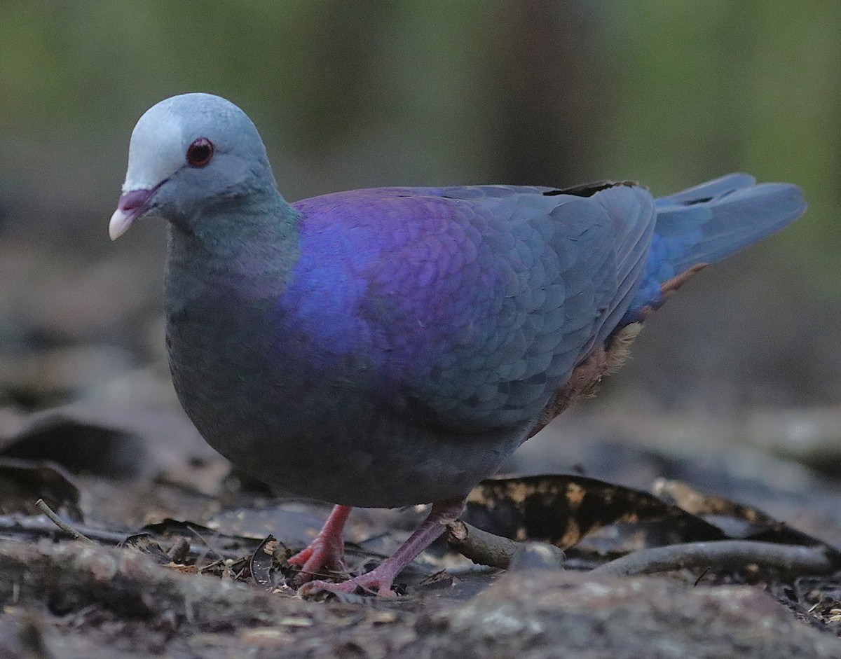 Colombe de Gundlach - ML646874706