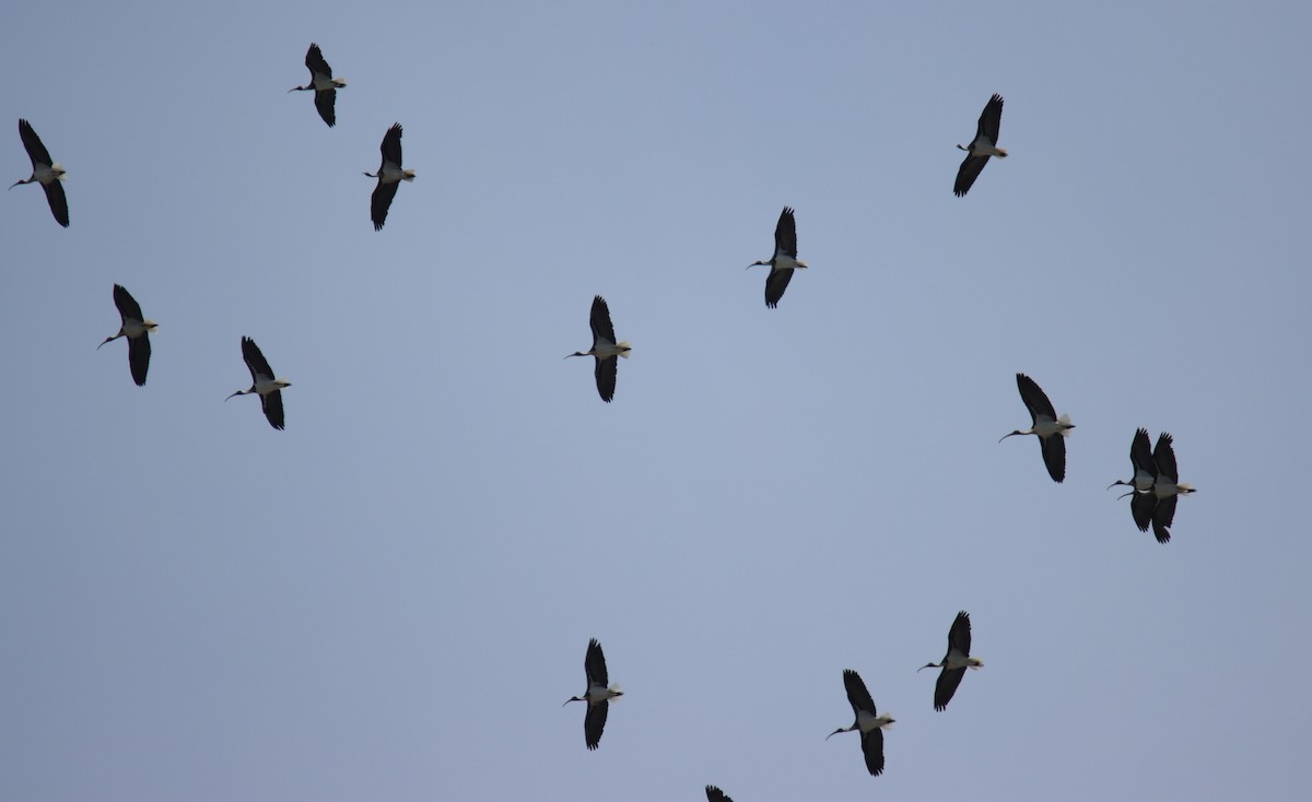 ibis slámokrký - ML646874708